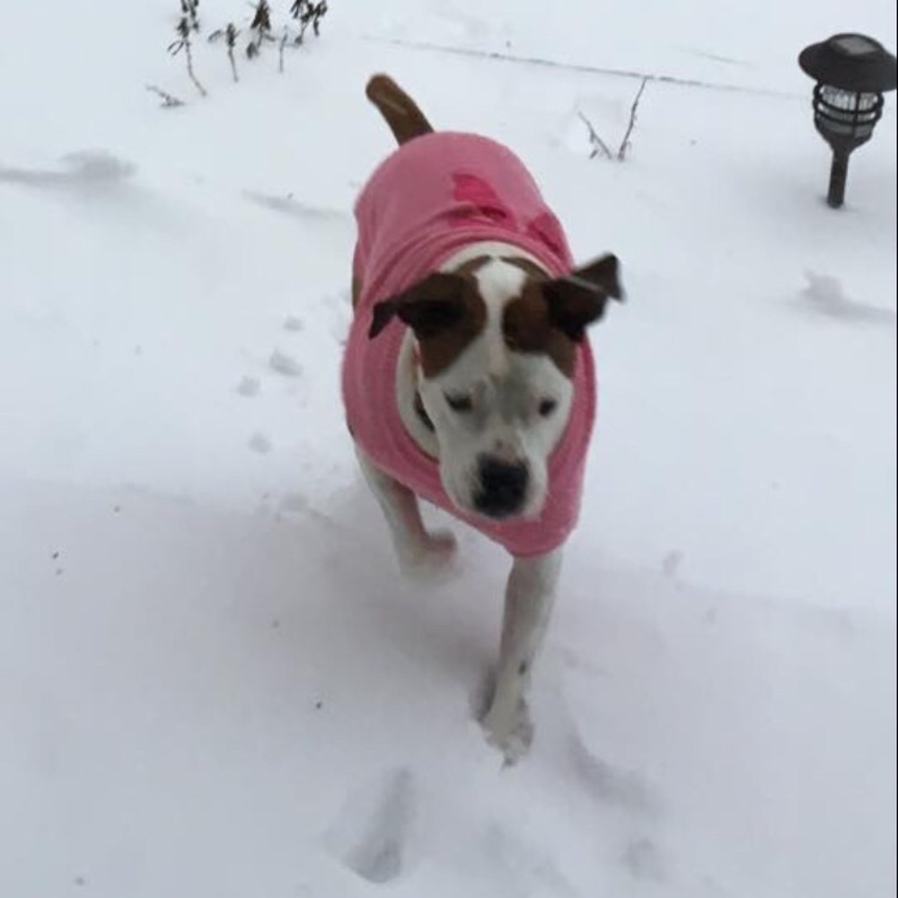 Meet your Posher, Bonnie